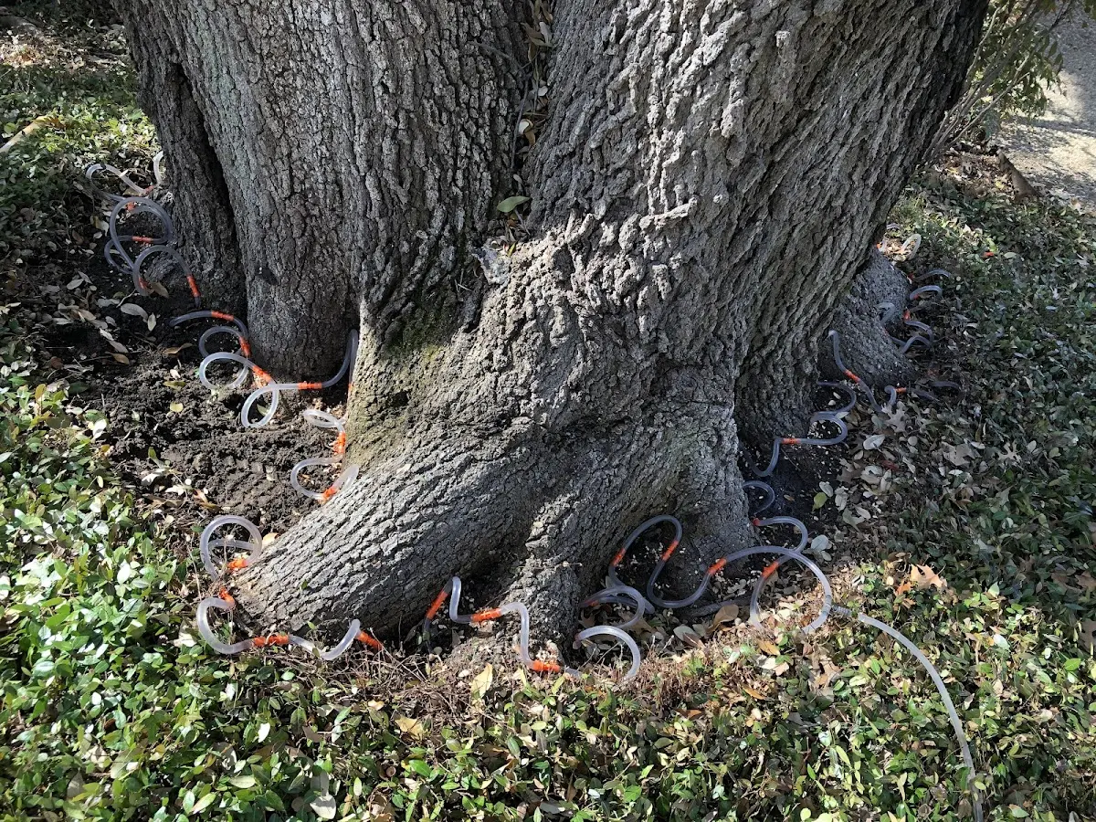 Detailed Tree Cabling and Bracing job site in Lucasville