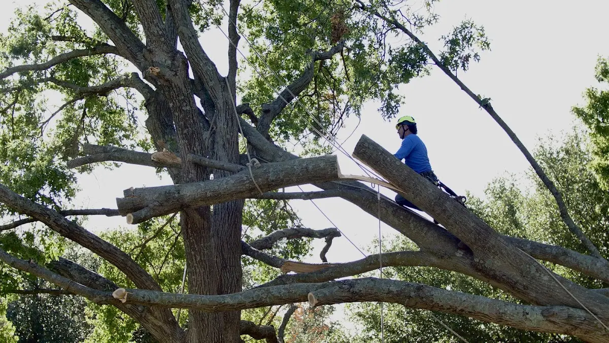 Professional Crown Thinning performed by certified arborists in Lucasville